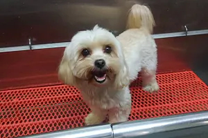 dog getting groomed
