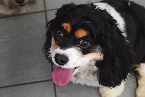 dog getting groomed