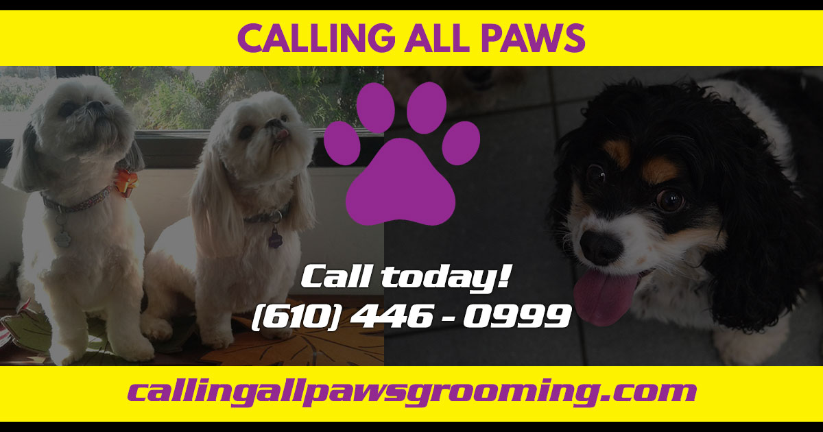Calling All Paws Havertown, PA Dog Grooming